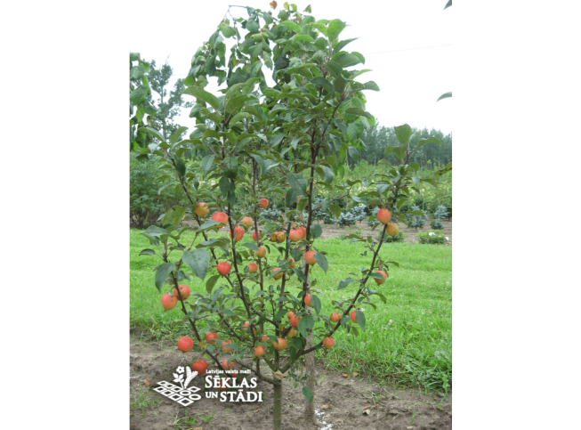 Malus baccata   'Gracilis'